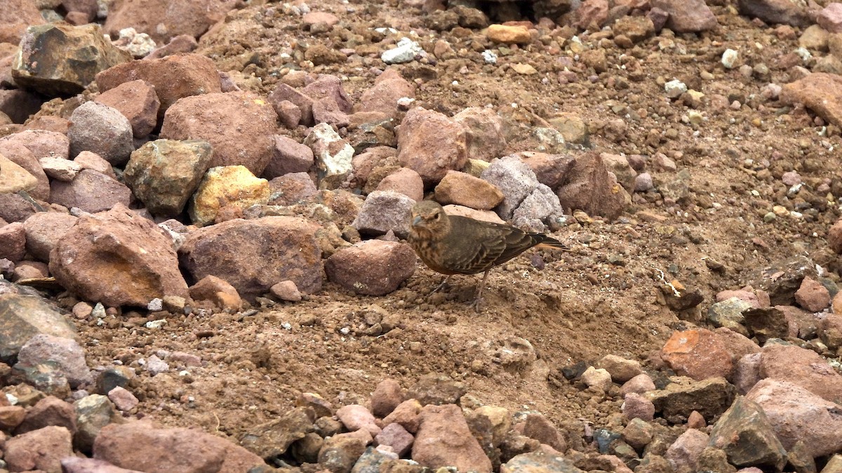 Rufous-tailed Lark - ML623905664