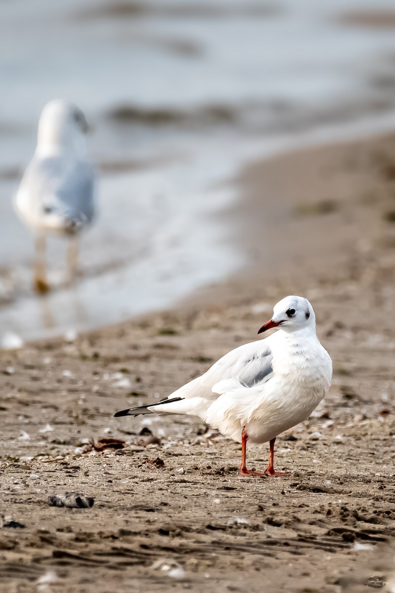 Black-headed Gull - ML623905681