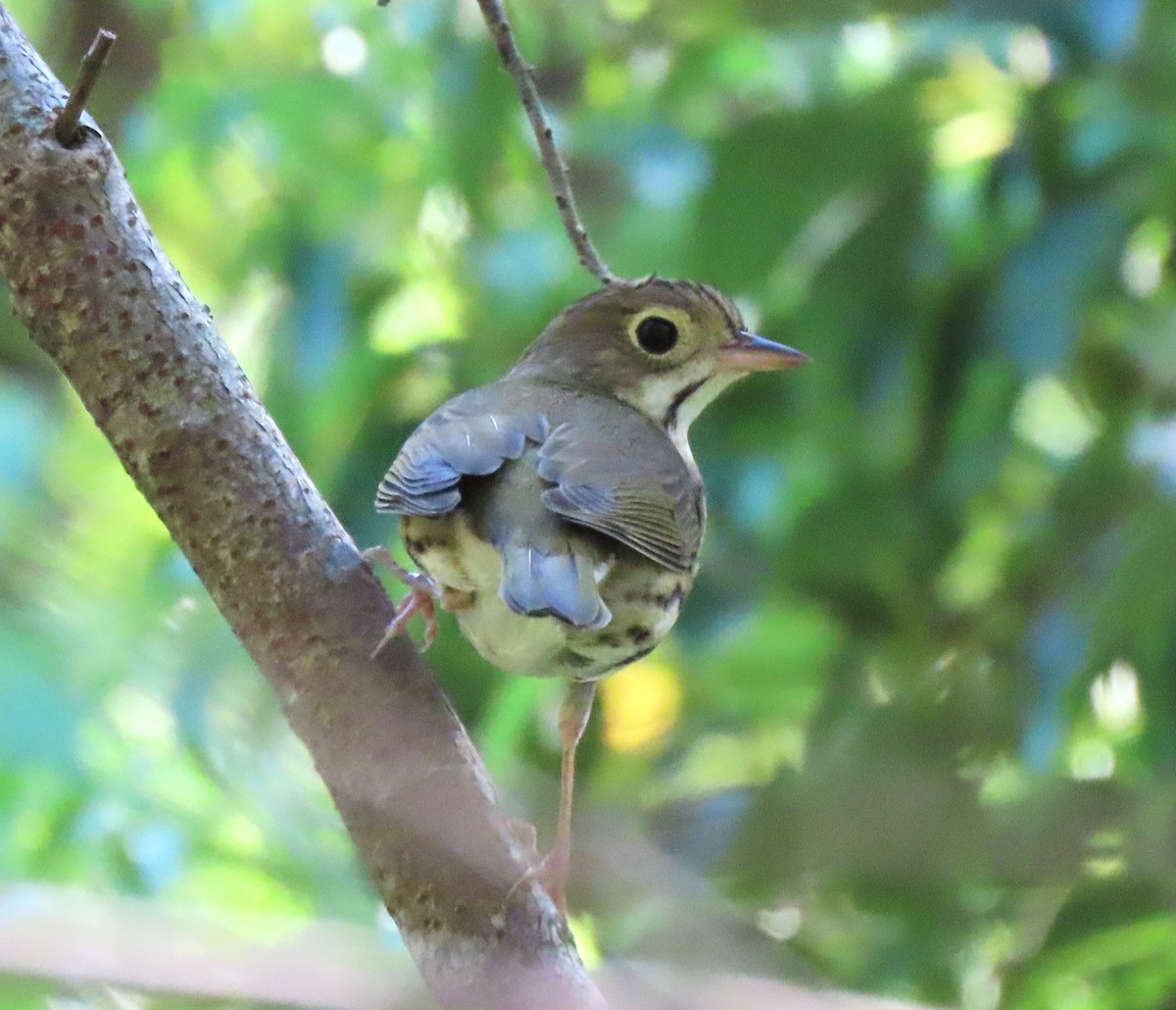 Ovenbird - Steve Aversa