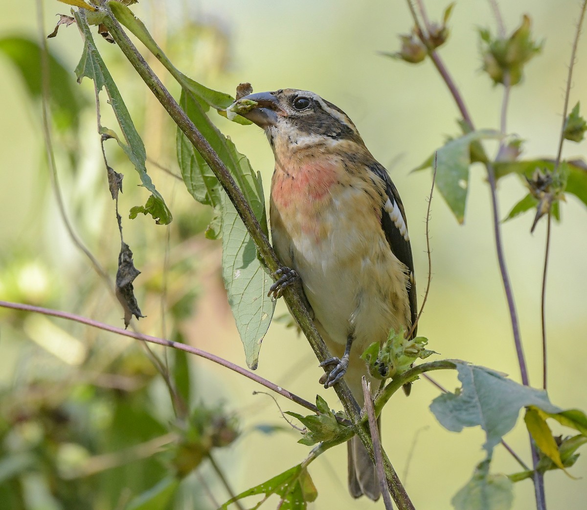 Rose-breasted Grosbeak - ML623905719