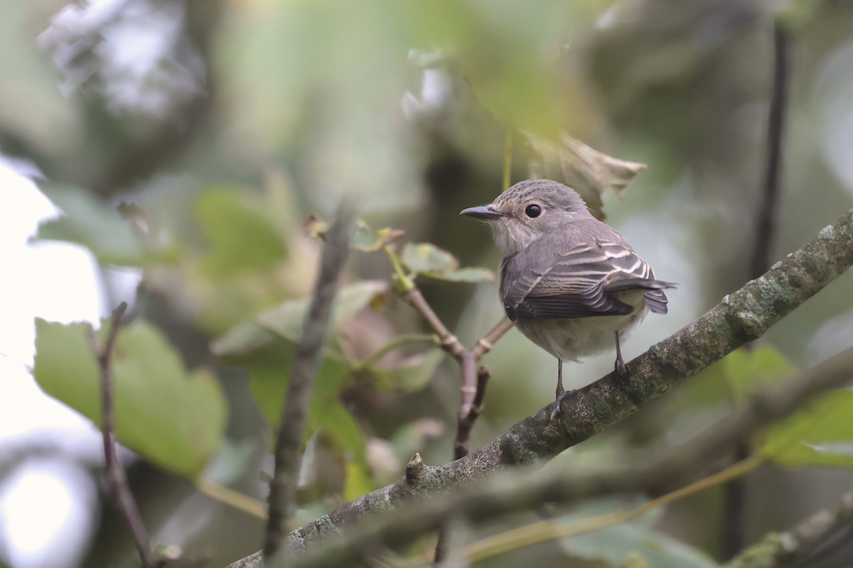 gråfluesnapper (striata gr.) - ML623905720