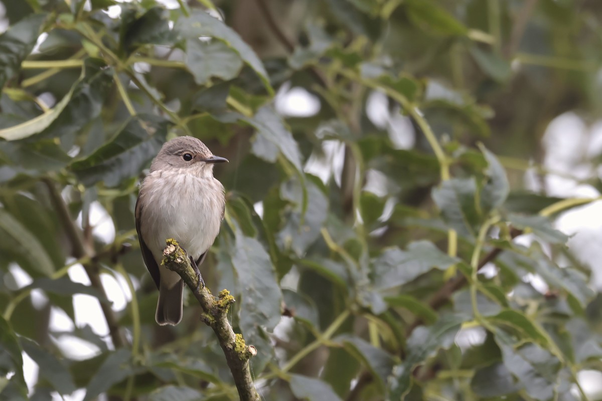 gråfluesnapper (striata gr.) - ML623905721