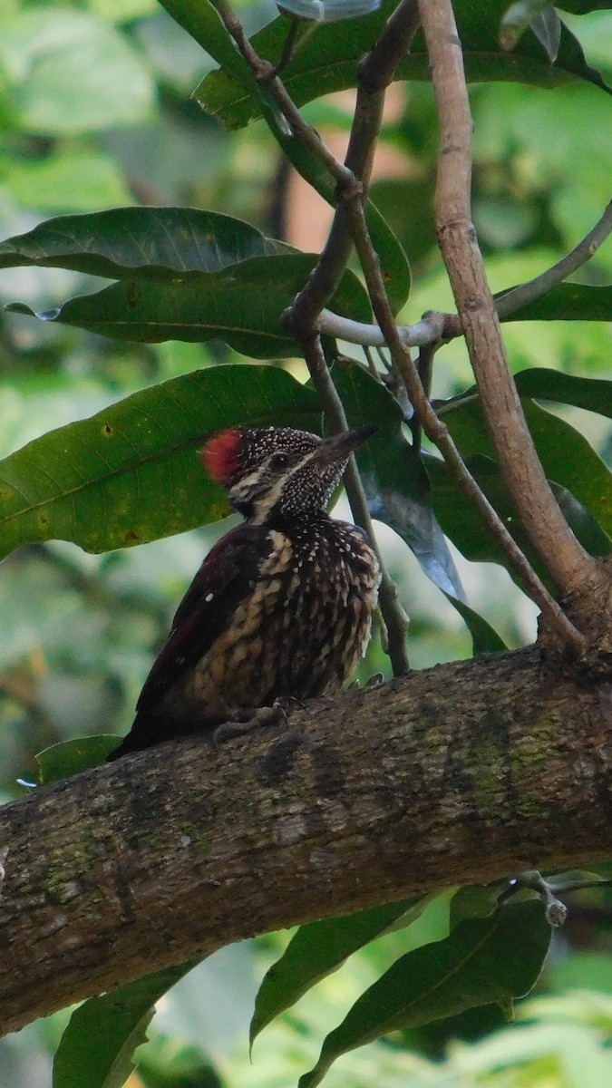 Red-backed Flameback - ML623905730