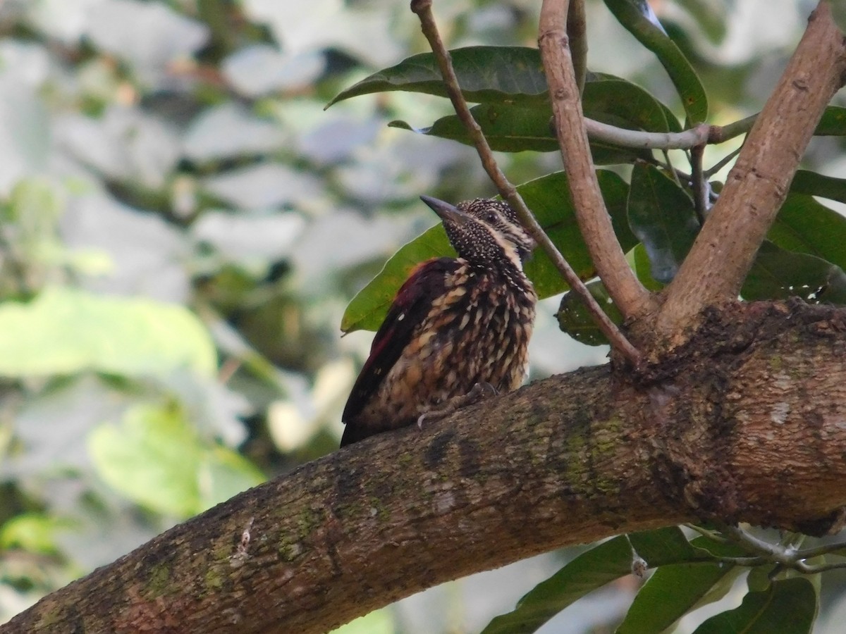 Red-backed Flameback - Chathura De Silva