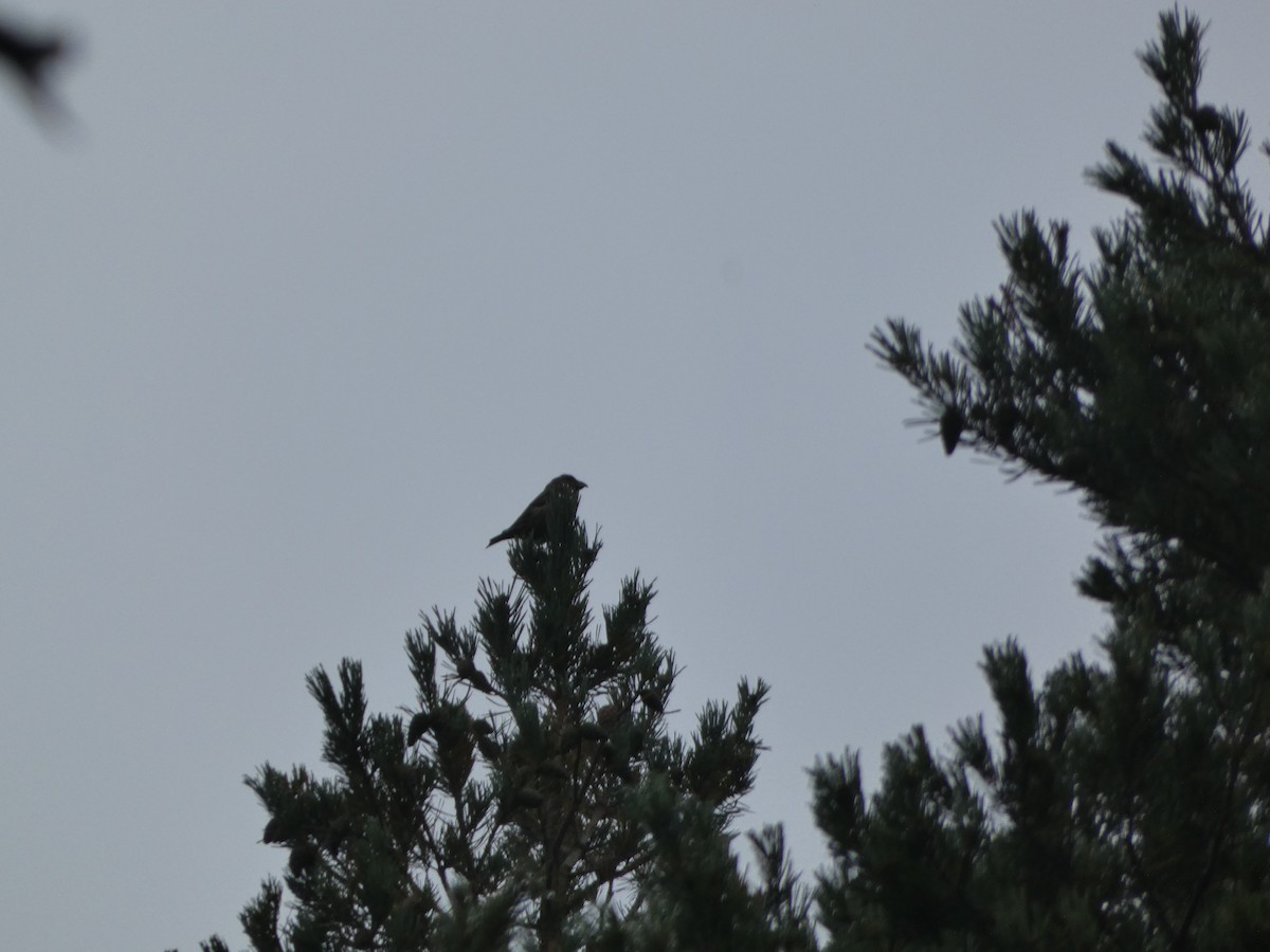 crossbill sp. - ML623905732