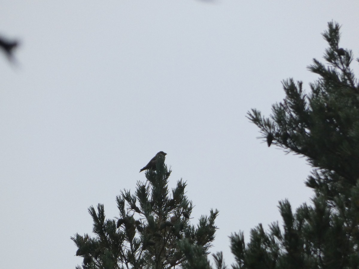 crossbill sp. - ML623905733