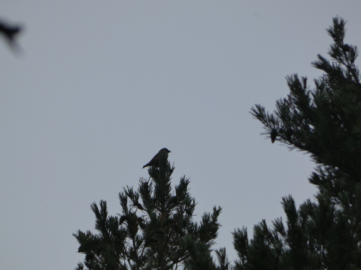 crossbill sp. - ML623905734