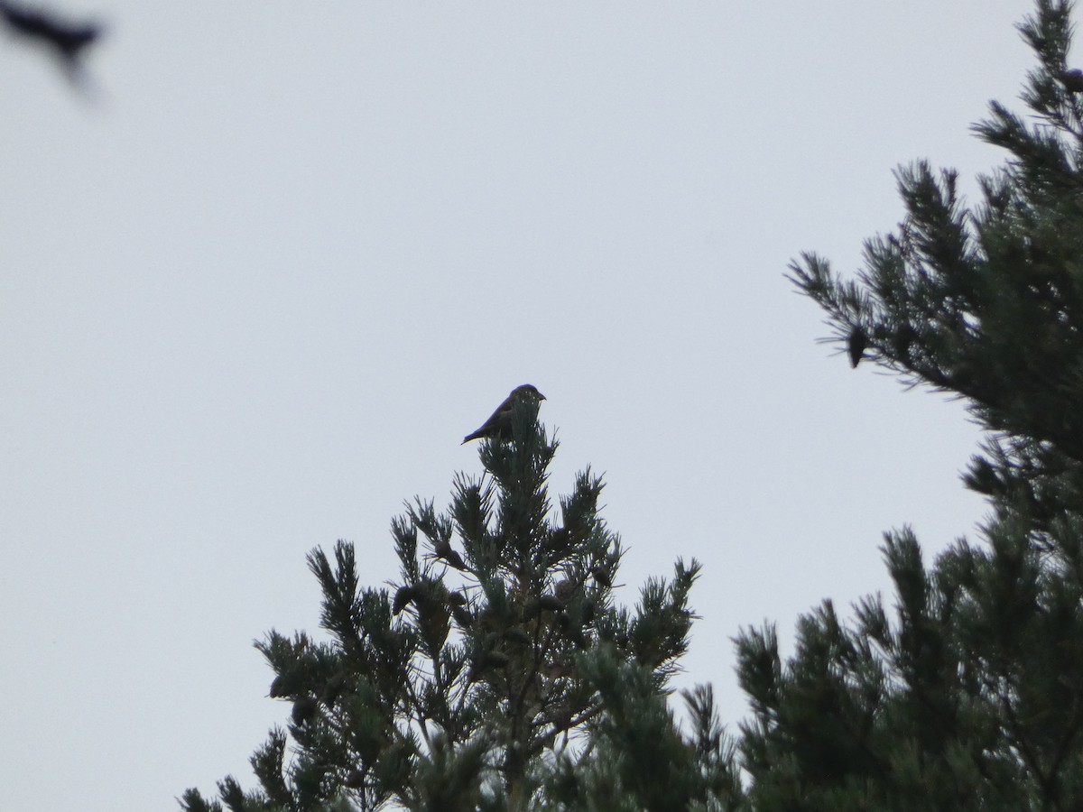 crossbill sp. - ML623905735