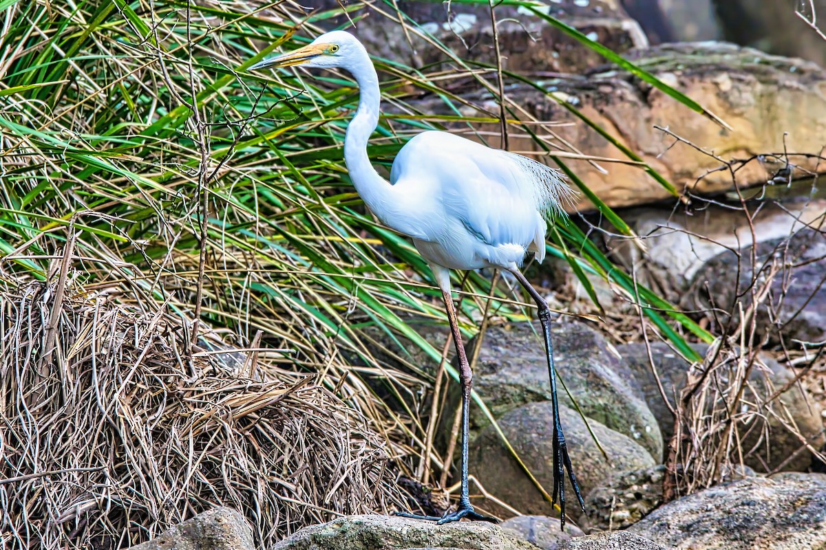 Great Egret (modesta) - ML623905749