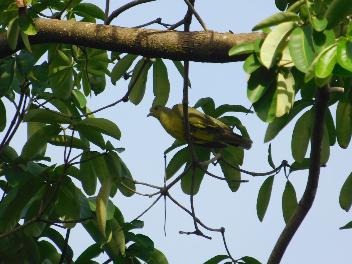 Sri Lanka Green-Pigeon - ML623905756