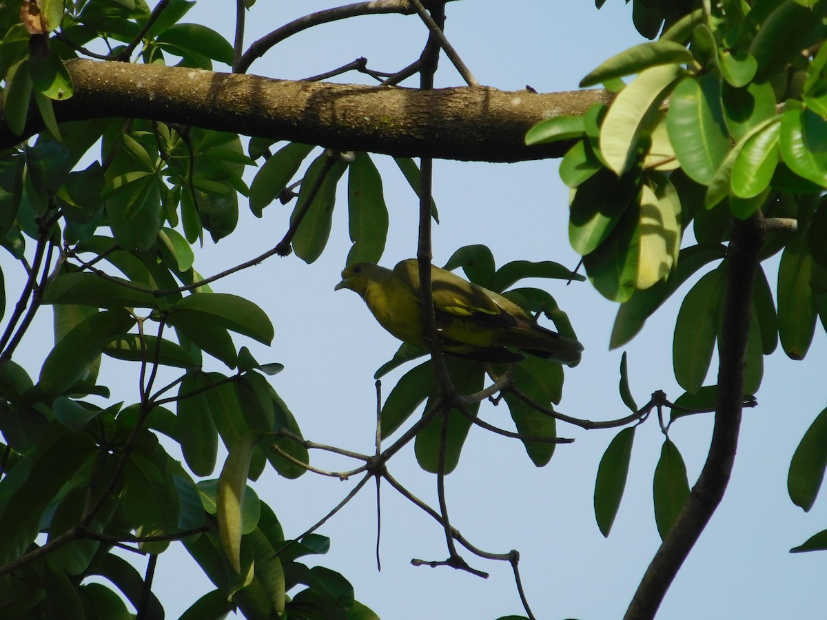 Sri Lanka Green-Pigeon - ML623905757