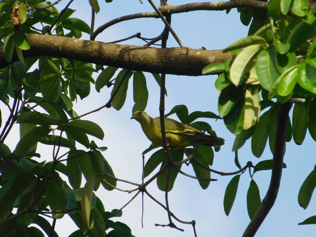 Sri Lanka Green-Pigeon - ML623905758