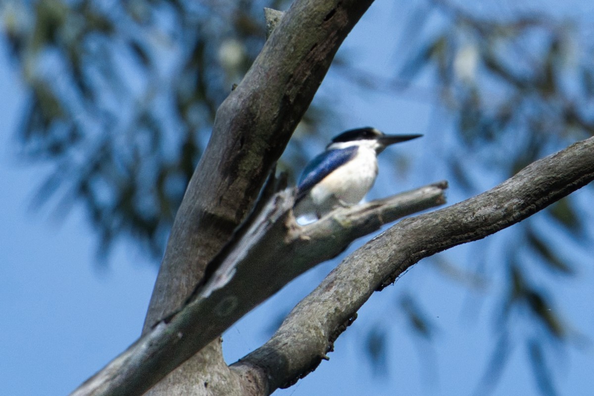 Forest Kingfisher - Helen Leonard