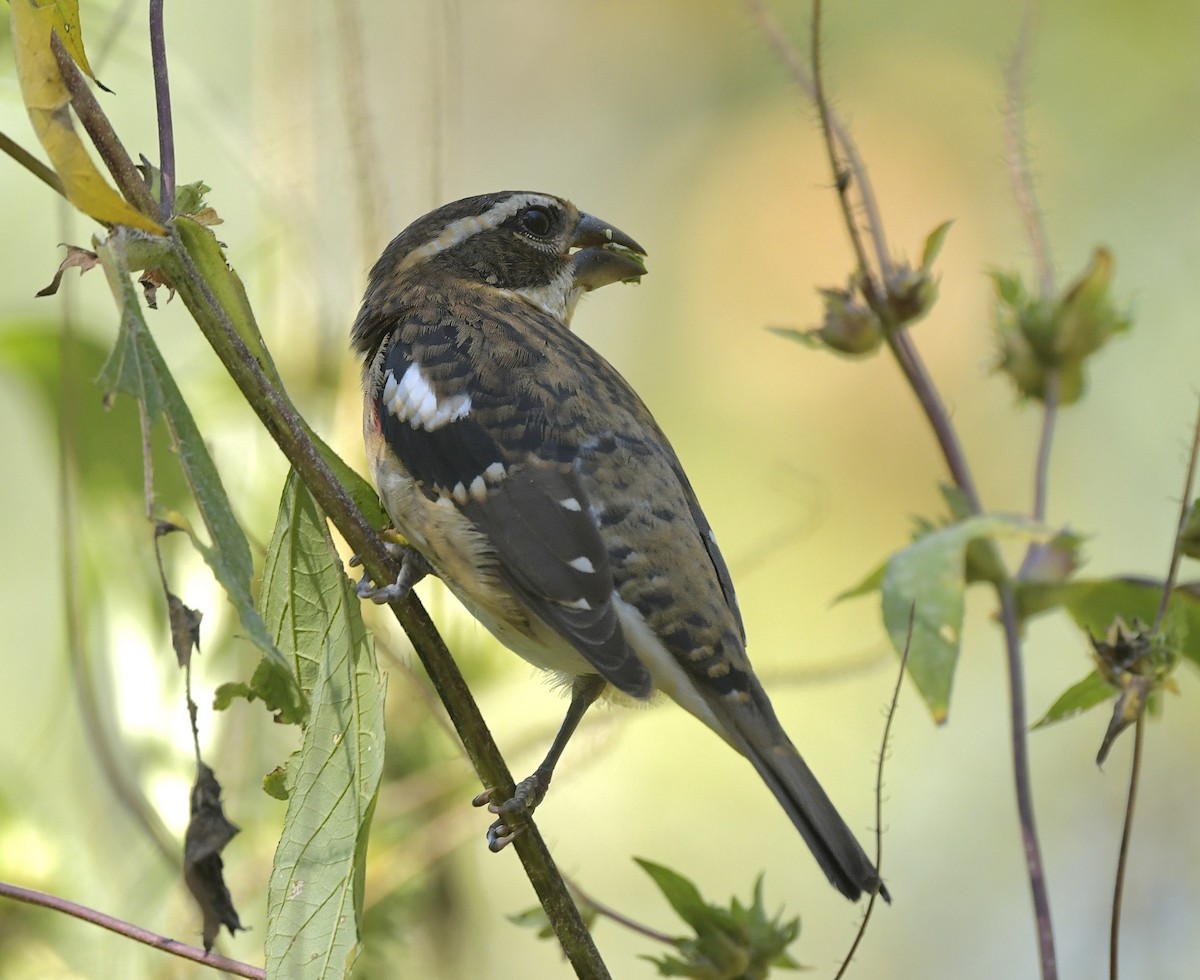 Rose-breasted Grosbeak - ML623905791