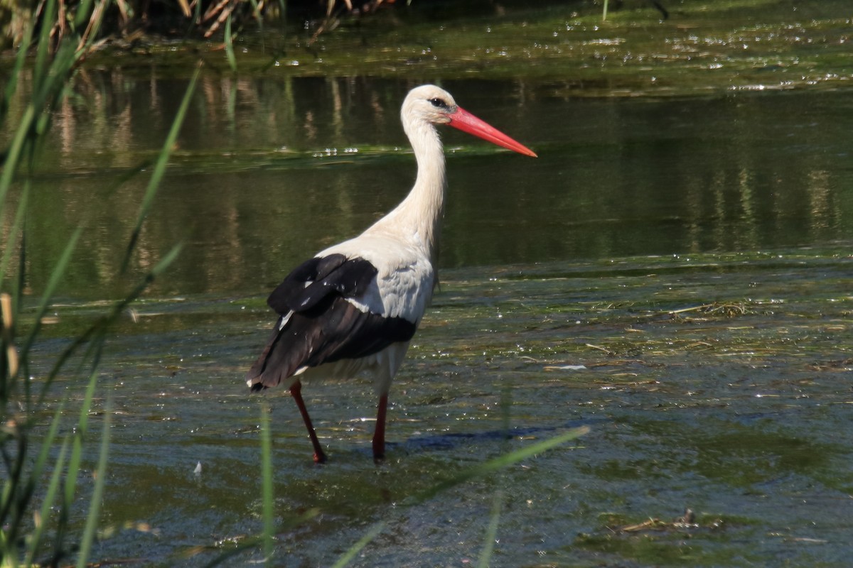 stork - ML623905800