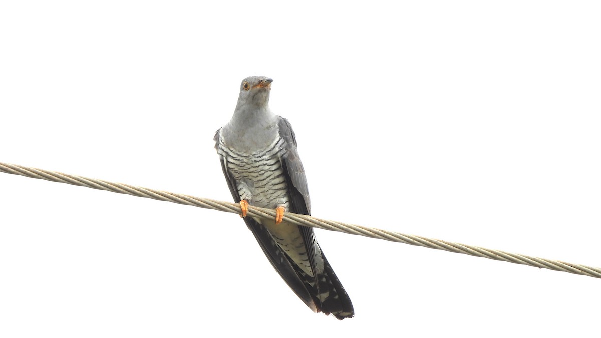 Common Cuckoo - Munish Gowda