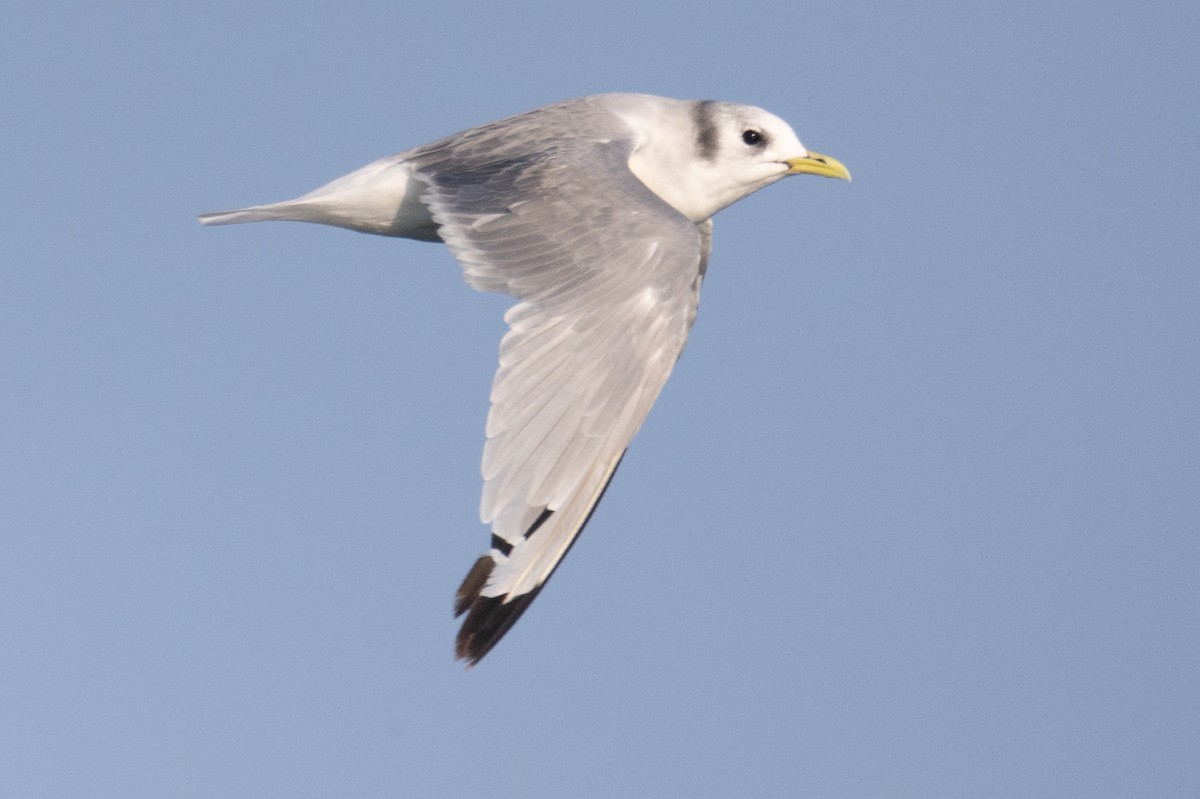 Black-legged Kittiwake - ML623905889