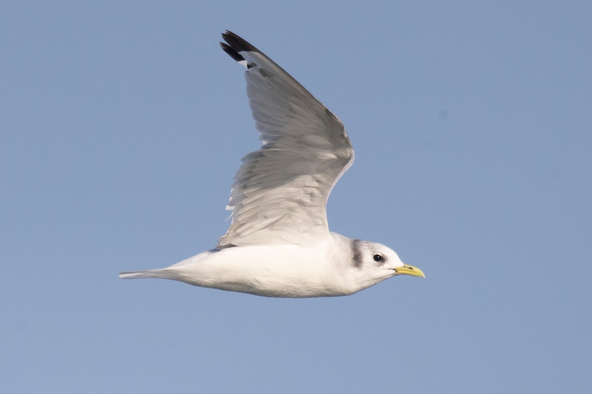 Black-legged Kittiwake - ML623905890