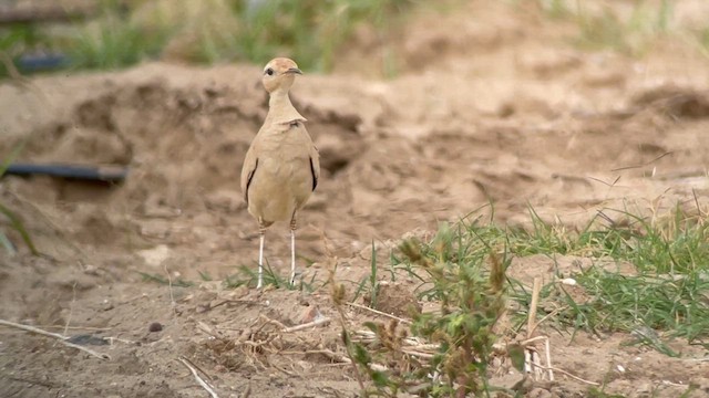 Cream-colored Courser - ML623905939