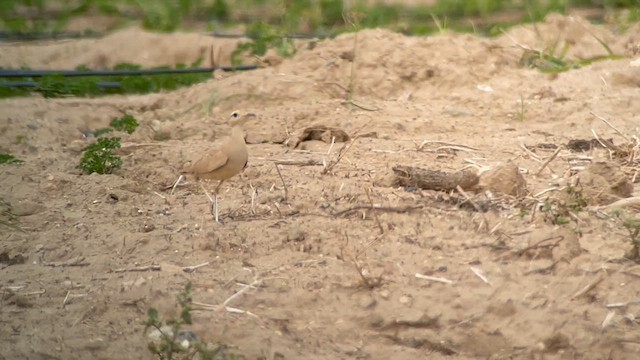 Cream-colored Courser - ML623905940