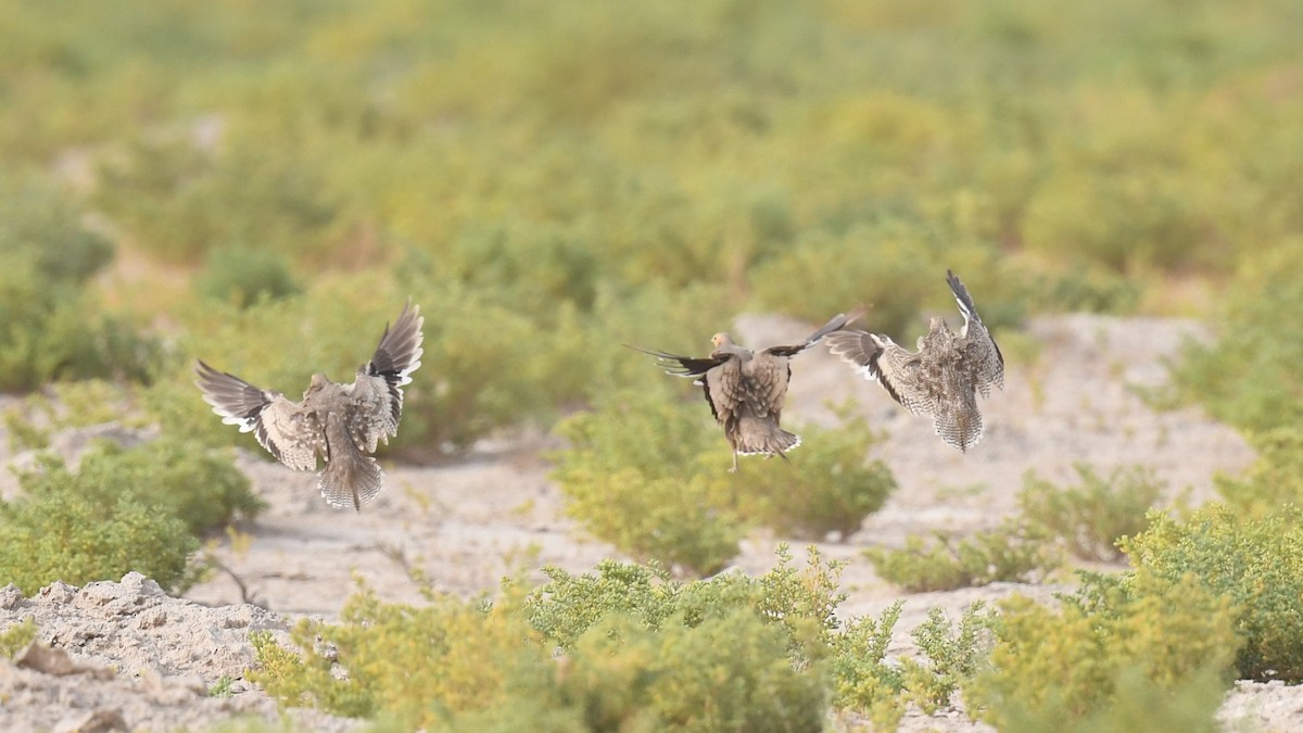 Chestnut-bellied Sandgrouse (Arabian) - ML623905942