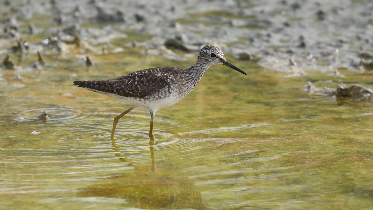 Wood Sandpiper - Vlad Sladariu