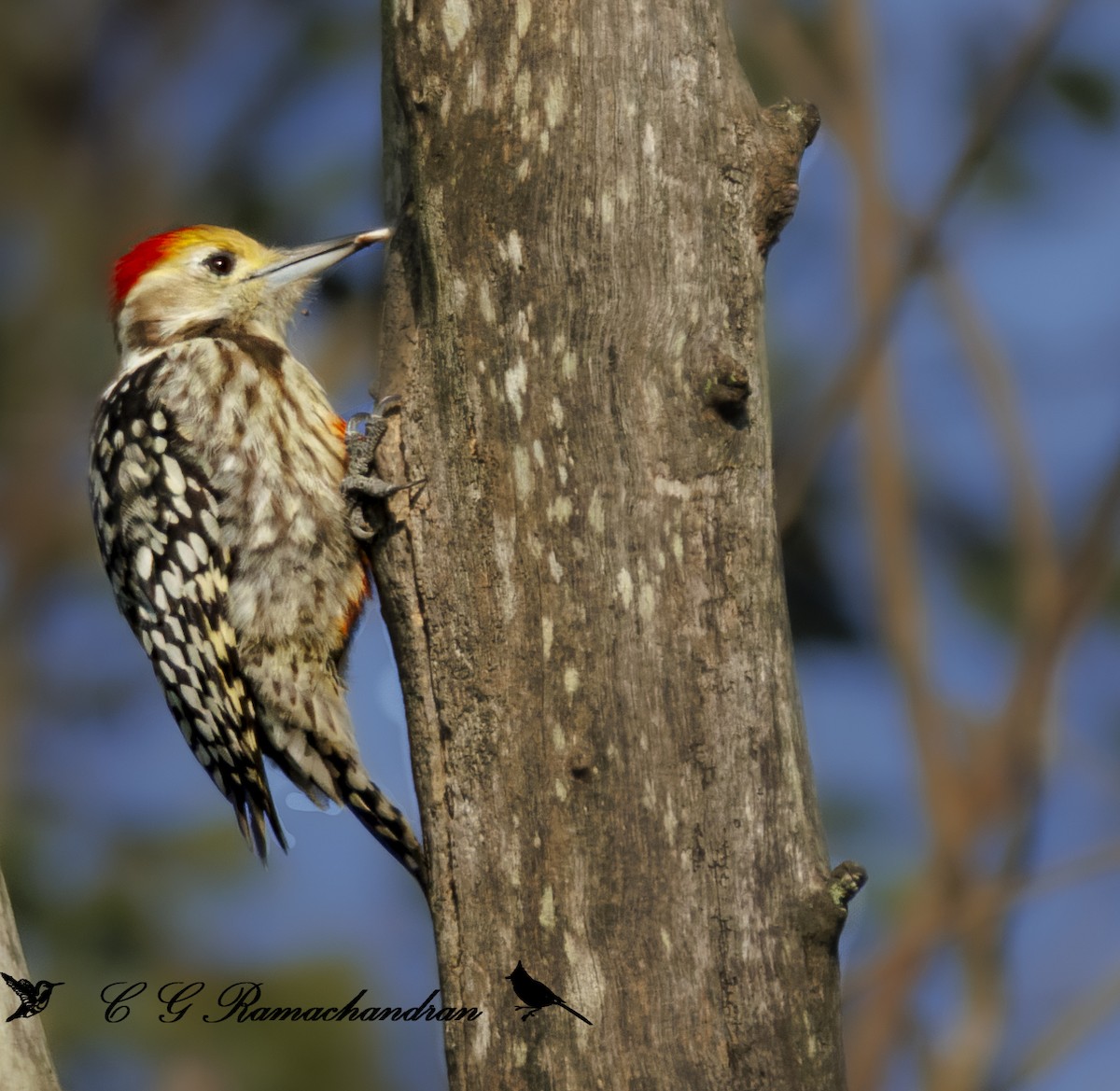 Yellow-crowned Woodpecker - ML623906003