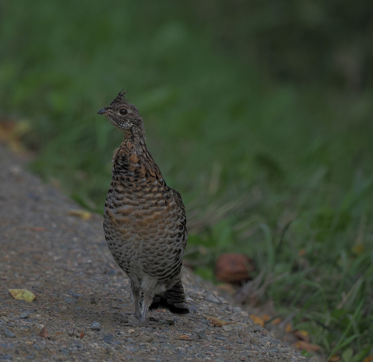 Ruffed Grouse - ML623906022