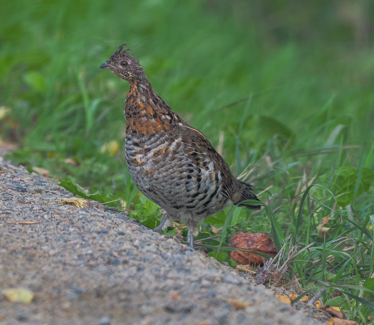 Ruffed Grouse - ML623906023