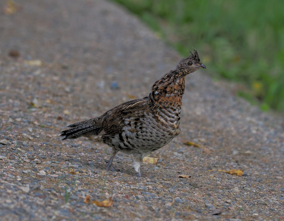 Ruffed Grouse - ML623906024