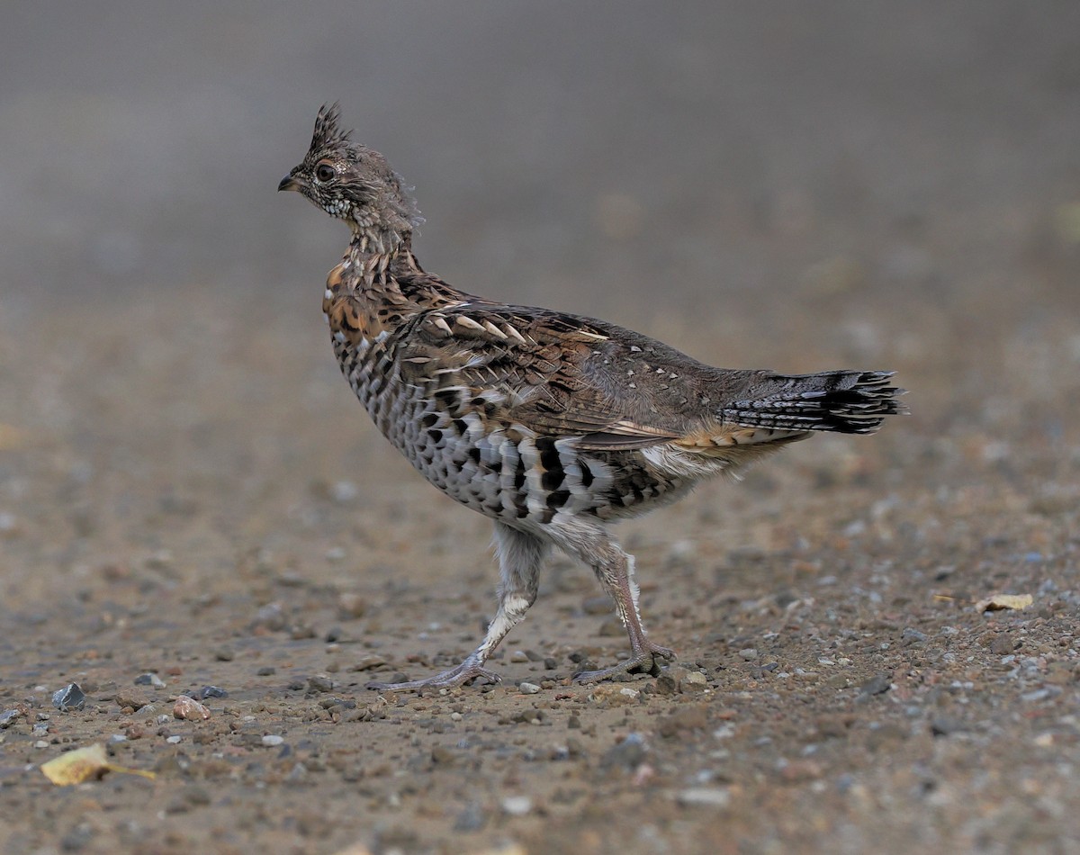 Ruffed Grouse - ML623906025