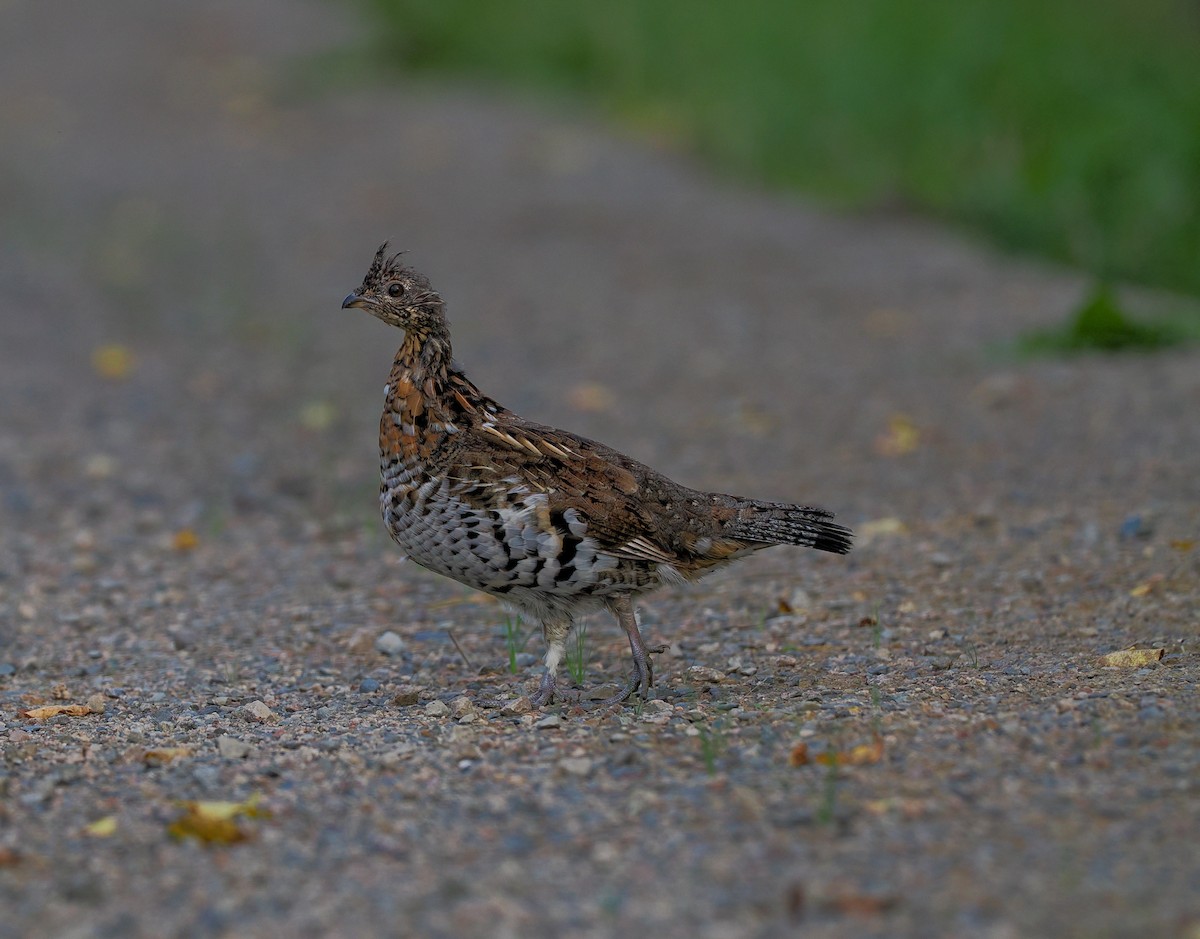 Ruffed Grouse - ML623906026