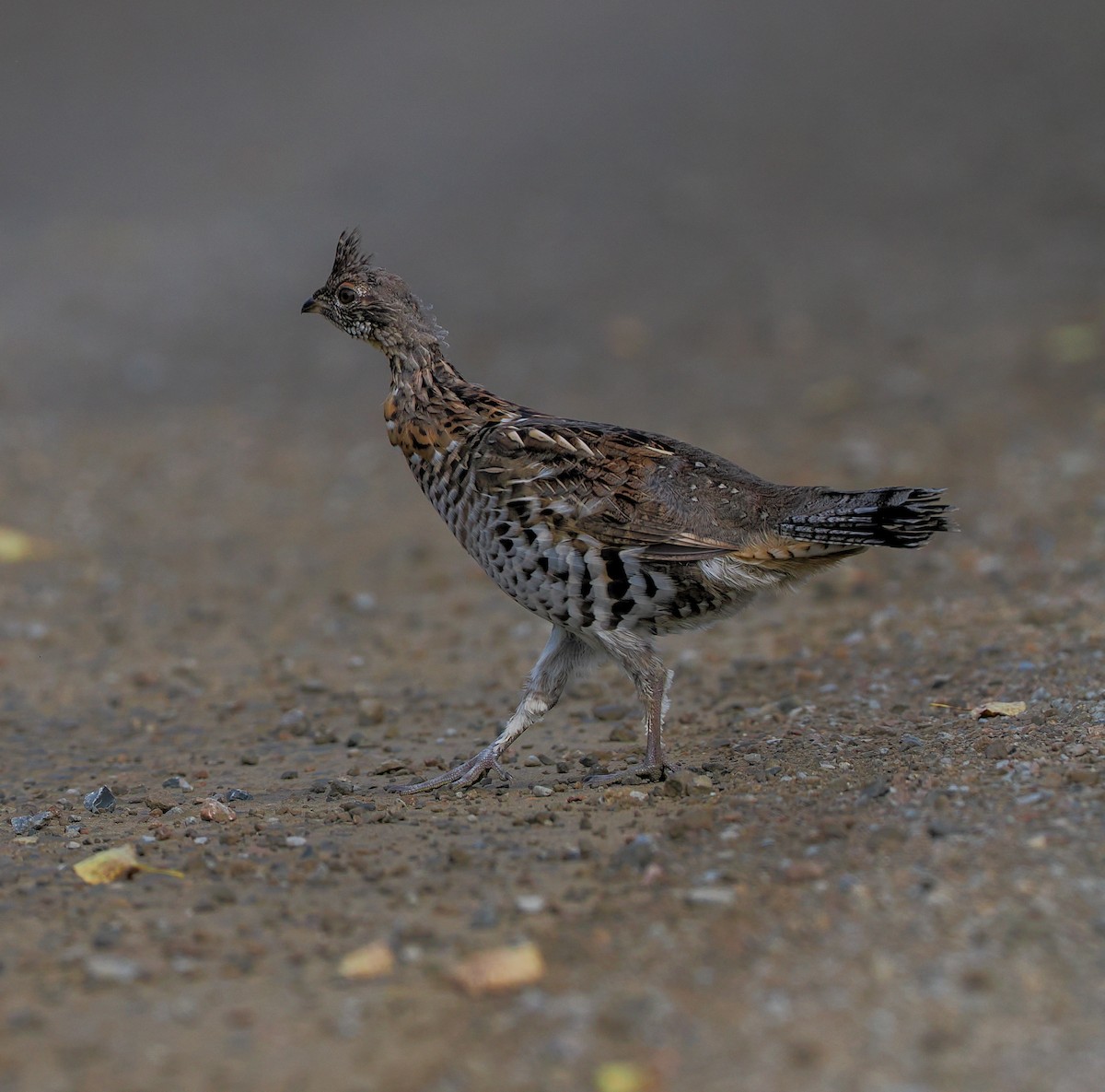 Ruffed Grouse - ML623906027