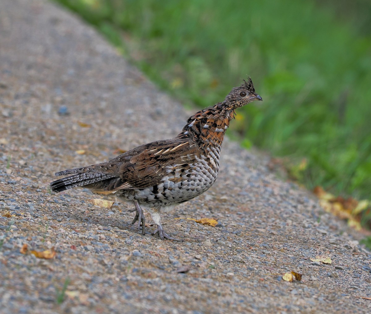 Ruffed Grouse - ML623906029