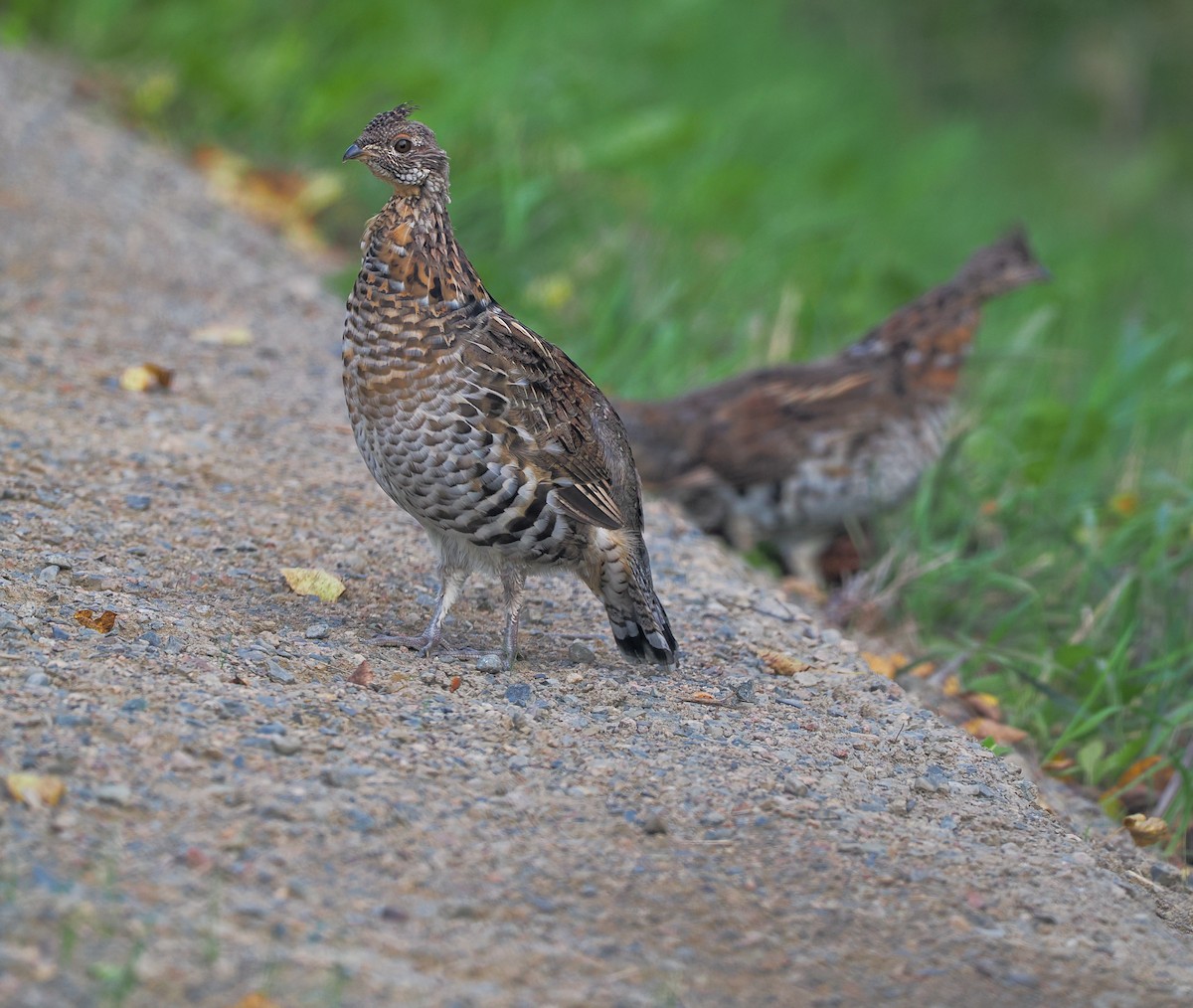 Ruffed Grouse - ML623906030