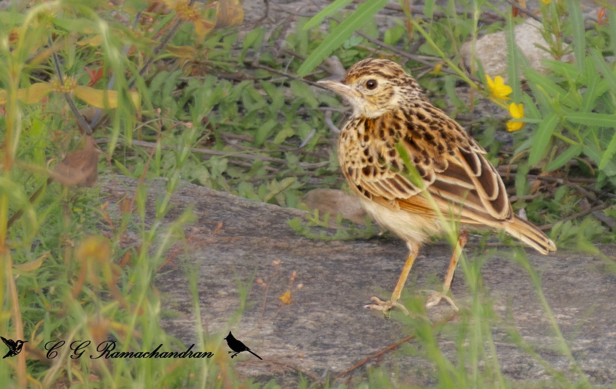 Jerdon's Bushlark - ML623906036