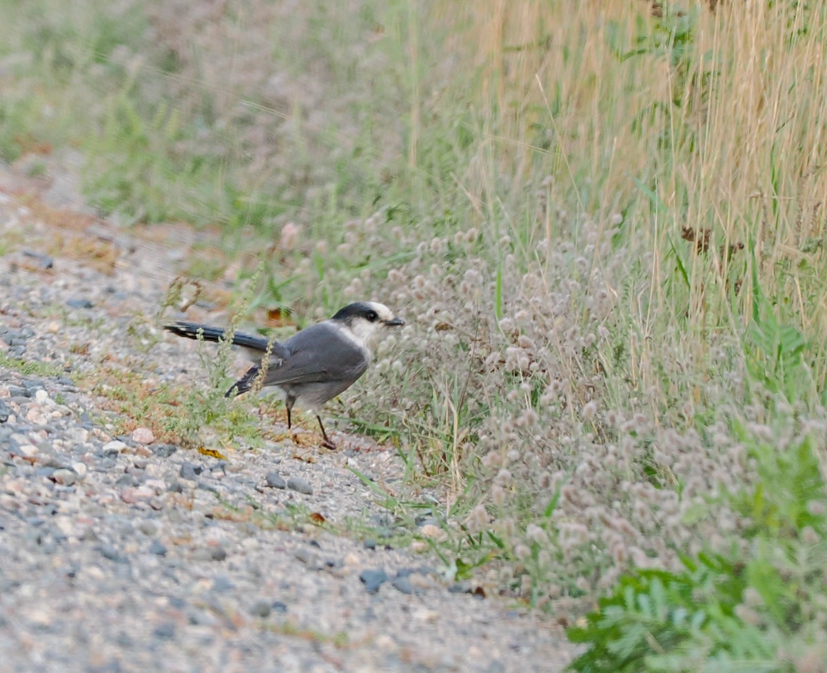 Canada Jay - Jeanne Stoddard