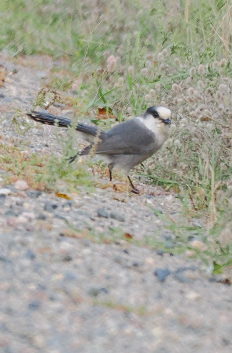 Canada Jay - ML623906039