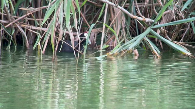 Red-knobbed Coot - ML623906040