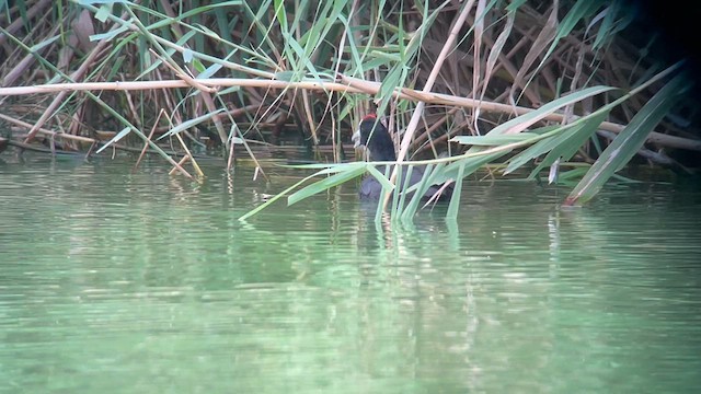 Red-knobbed Coot - ML623906041