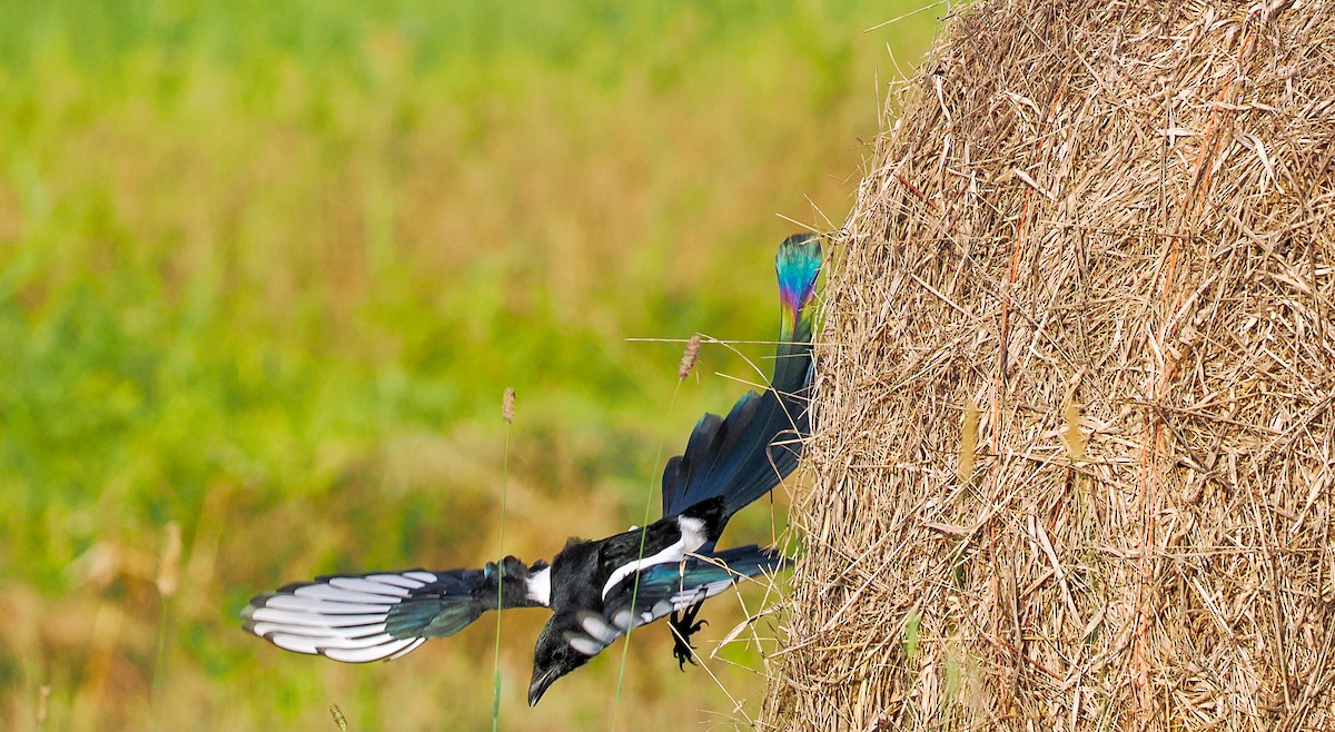 Black-billed Magpie - ML623906042