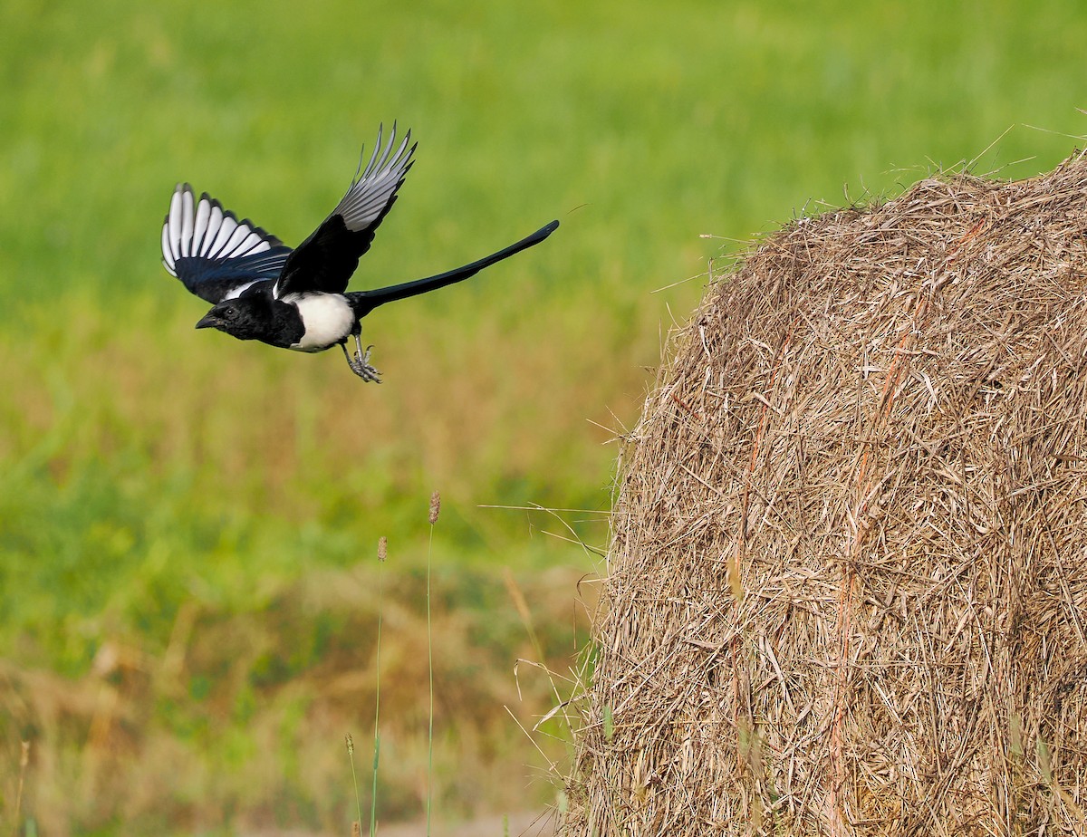 Black-billed Magpie - ML623906043