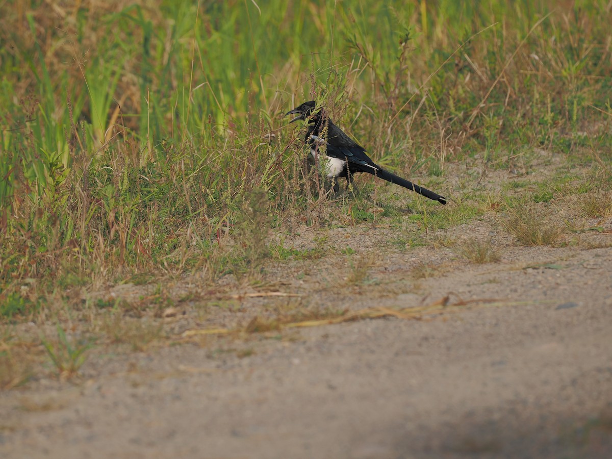 Black-billed Magpie - ML623906044