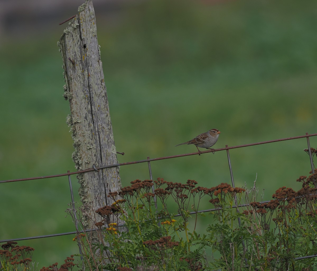 White-crowned Sparrow - ML623906049