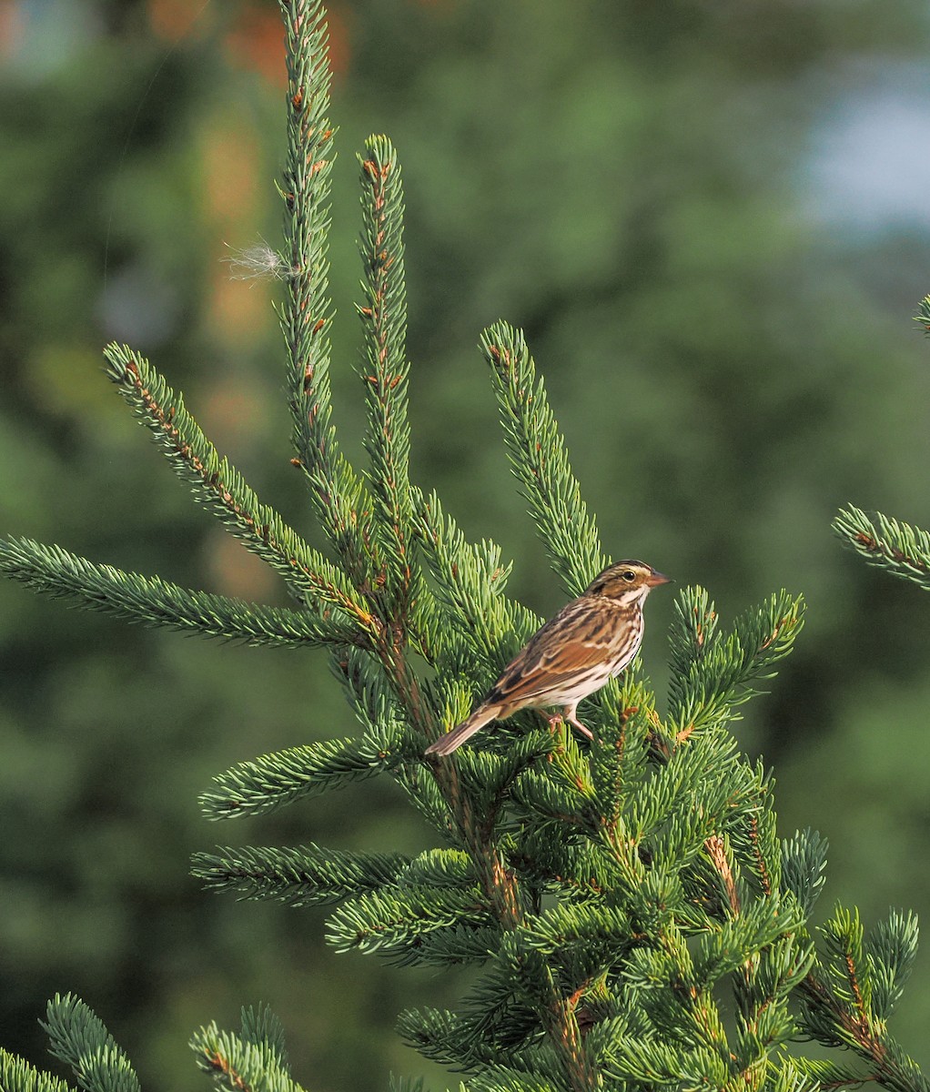 Savannah Sparrow - ML623906051