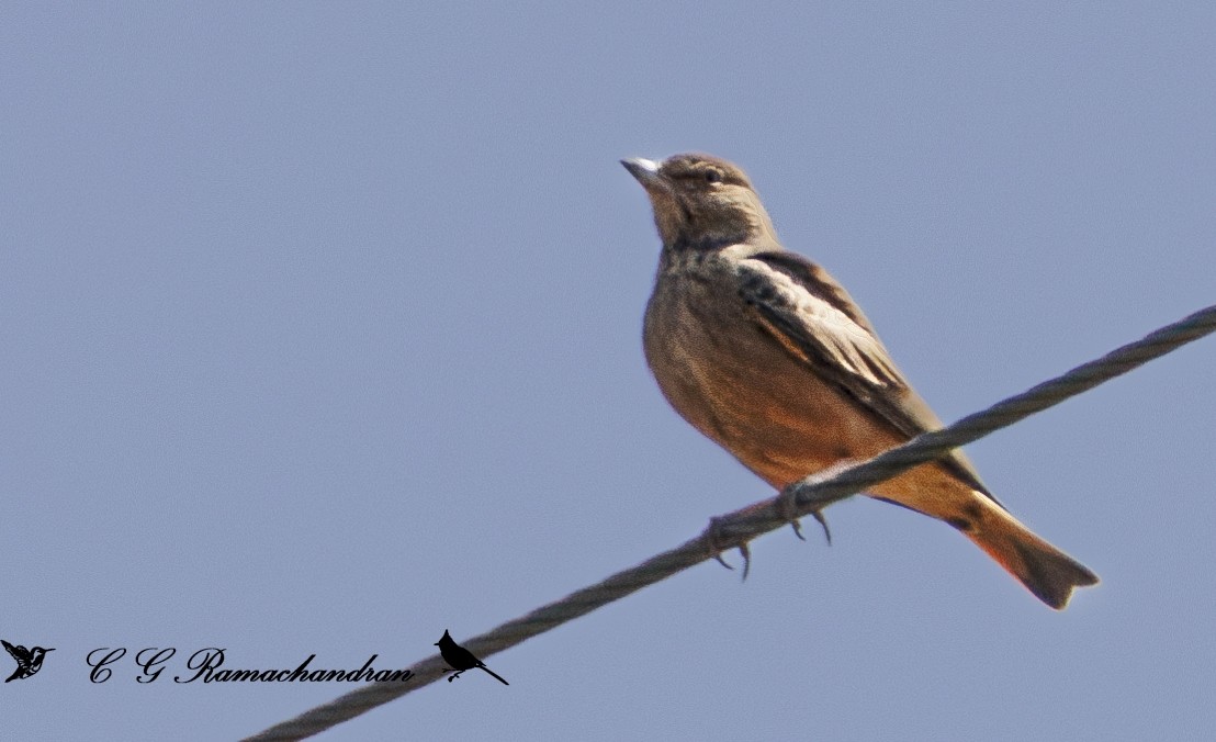 Rufous-tailed Lark - ML623906052