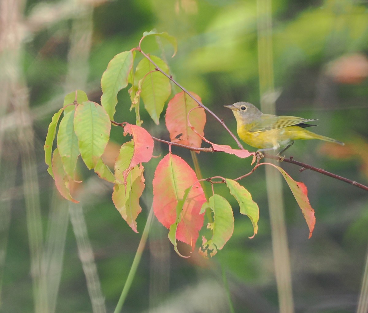 Nashville Warbler - Jeanne Stoddard