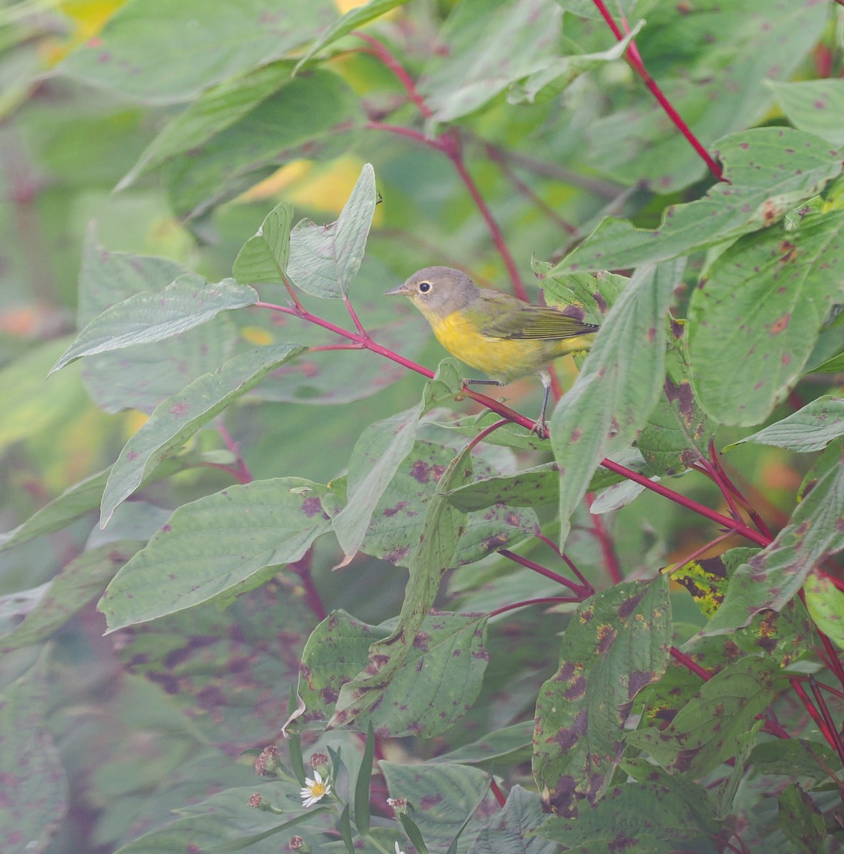 Nashville Warbler - ML623906054