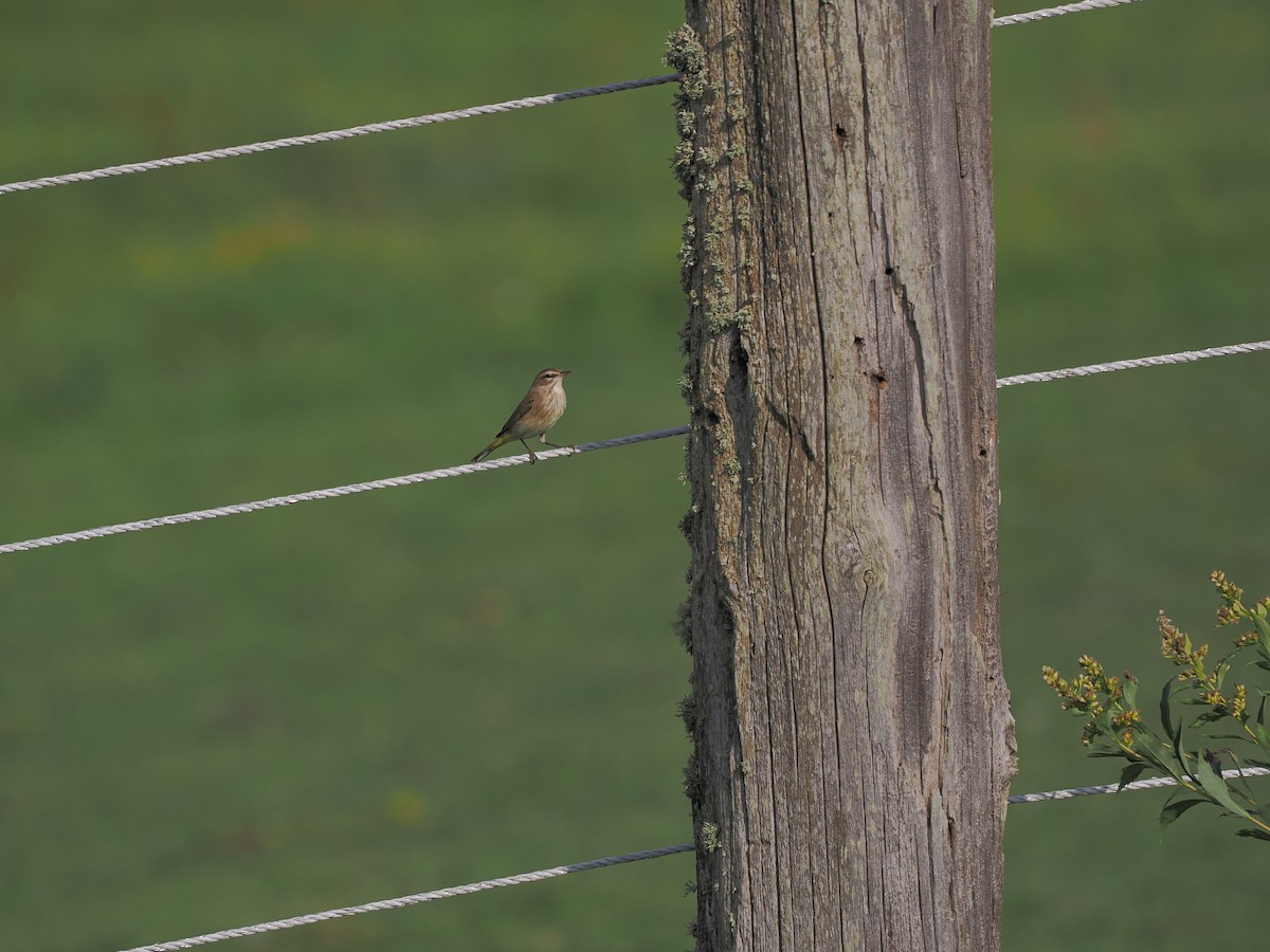 Palm Warbler - ML623906056