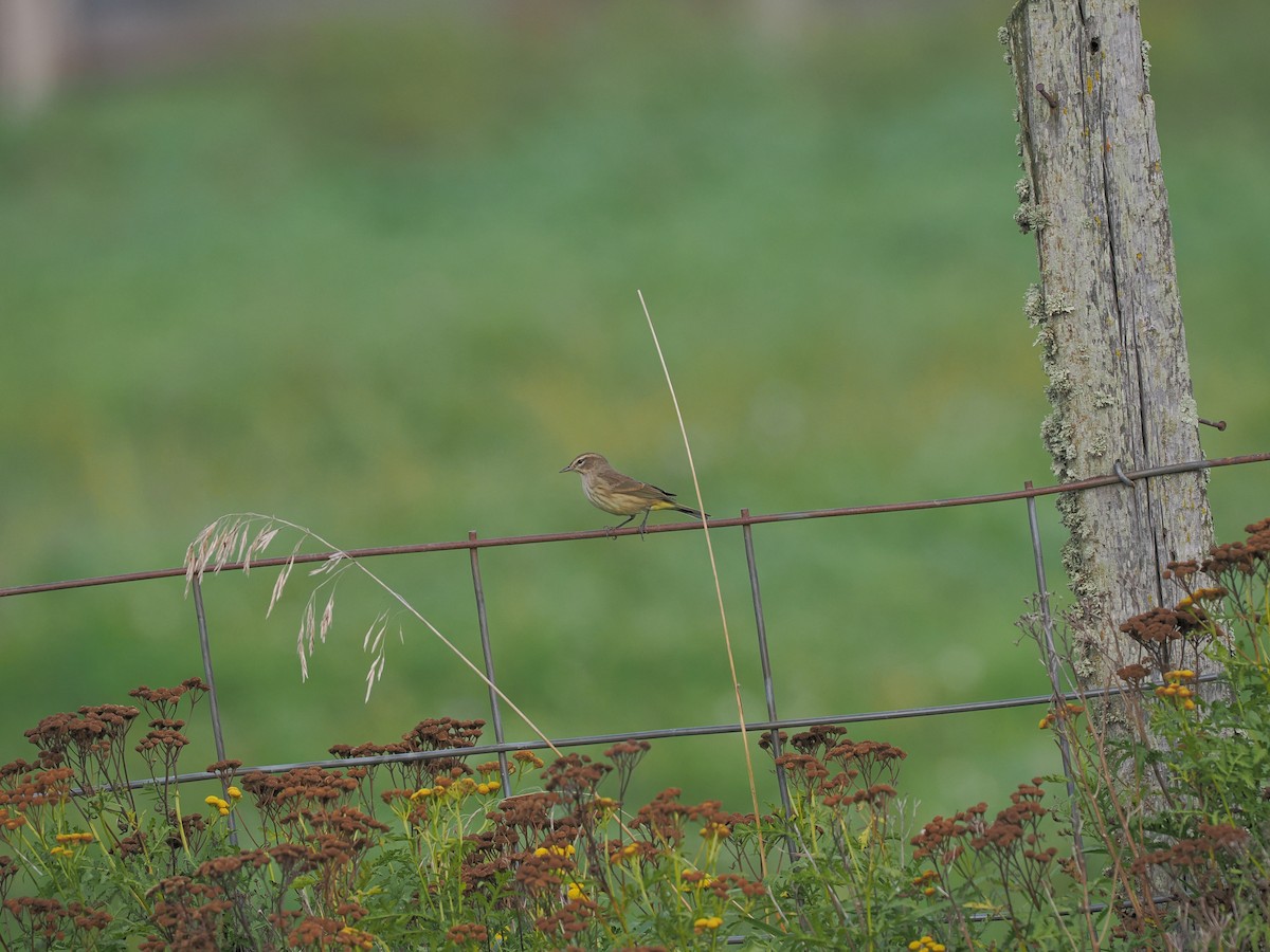 Palm Warbler - ML623906057